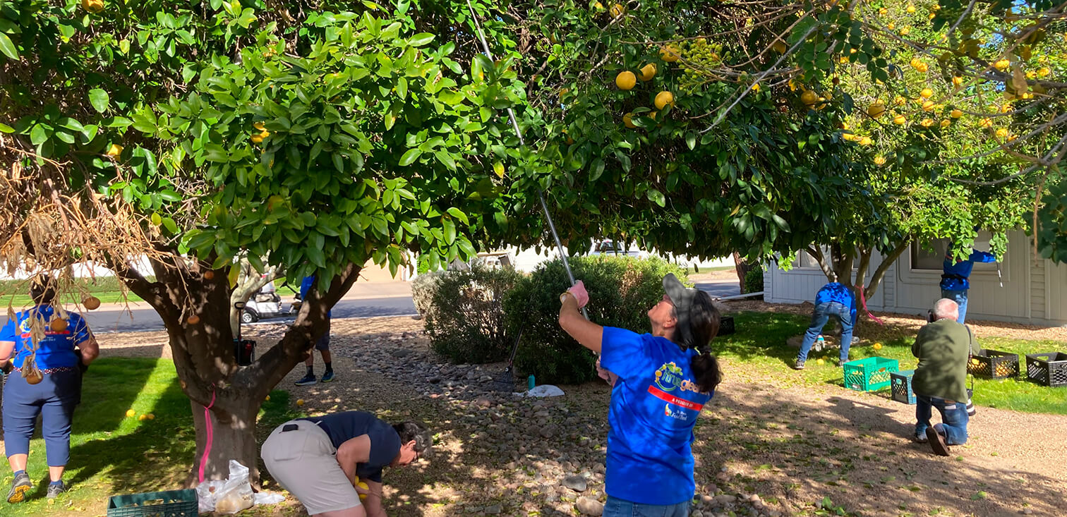 Citrus Gleaning Seasonal