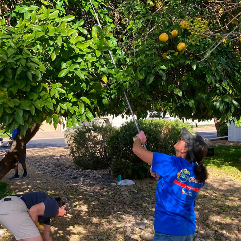 citrus-gleaning-seasonal.jpg